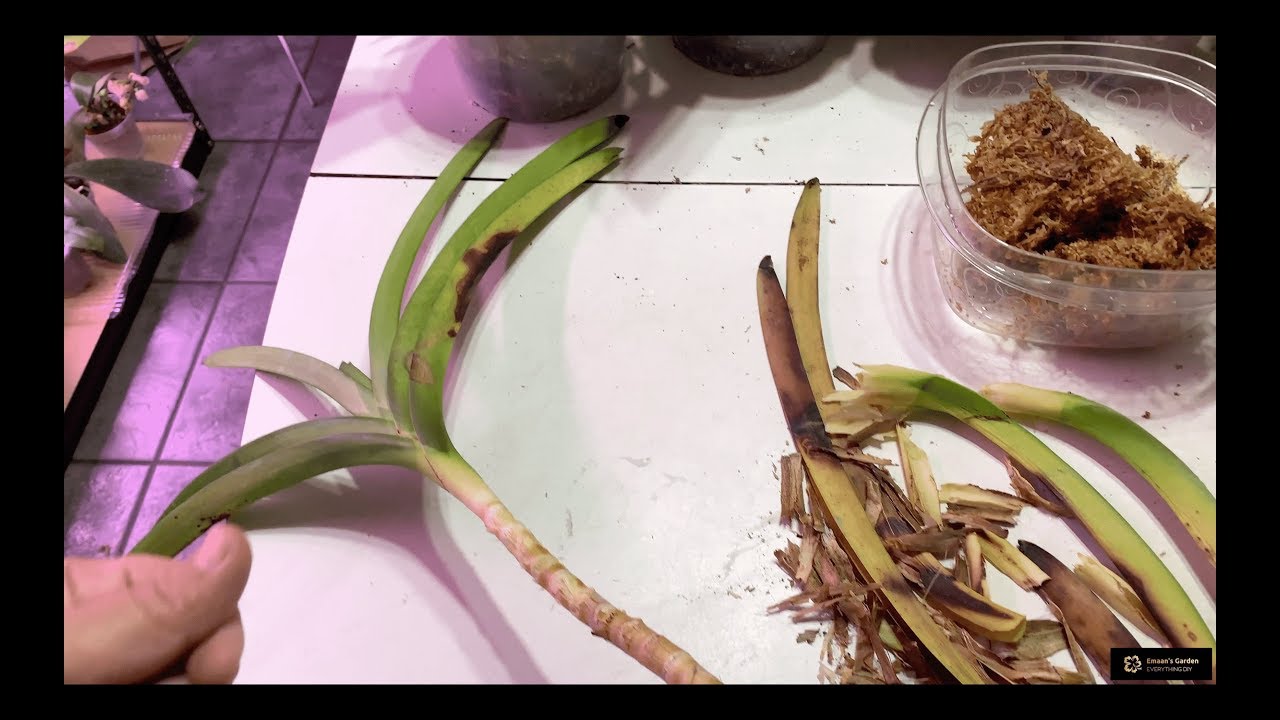 Голый длинный стебель, пораженный грибком, Ванда с несколькими листьями. Орхидеи, переукореняющиеся