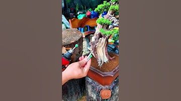 Set 4 mũi phá lũa bonsai #bonsaishop