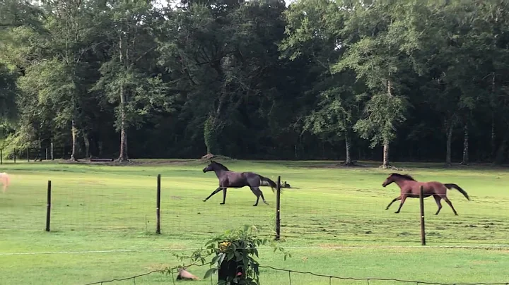 Horses playing