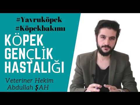 Video: Distemper Nedir