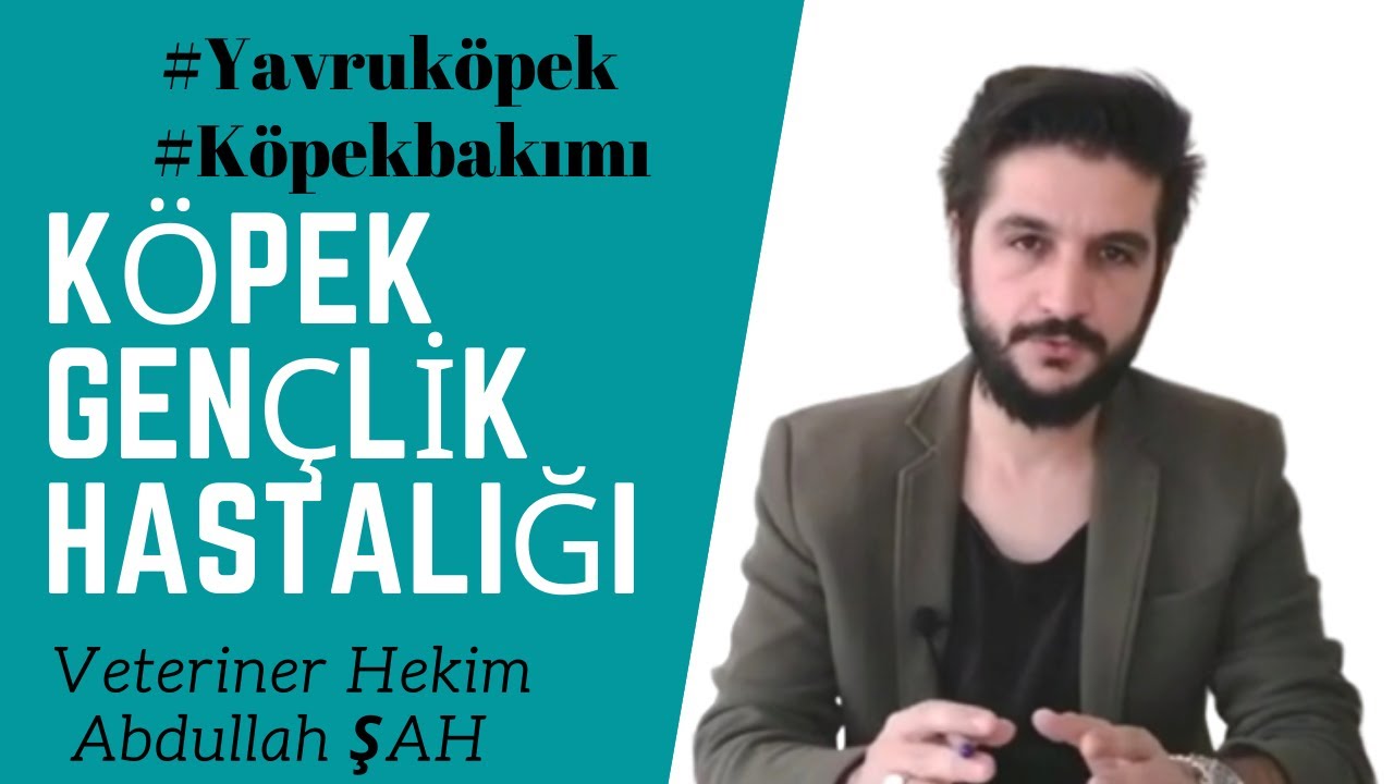 Kopekler Neden Hizli Hizli Nefes Alir Veteriner Hekim Abdullah Sah Youtube