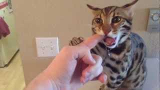 F1 Bengal Hybrid Welcoming Us Home by Ashley Amerino 930,700 views 11 years ago 1 minute, 49 seconds