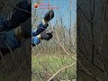 Обрезка плодовых деревьев Полная версия видео https://youtu.be/if0DbGm4BhQ