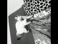 Красивая шальная девочка, сиамская кошка