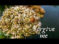 Danny Wilkes - Forgive Me | Original Song (Lyrics)