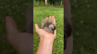 Abyssinian Blue Winged Gosling