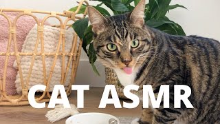 Cat ASMR (wet food, dry treats, drinking water) by Marley Malin 5,562 views 3 years ago 5 minutes, 1 second