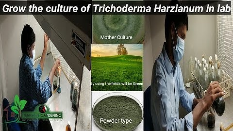 How to grow the culture of Trichoderma Harzianum in lab ||Preparation || Microorganisms ||kill pests