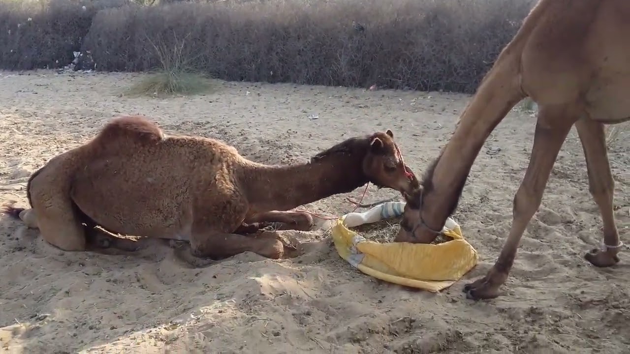 “Unth Ki Zindagi | Desert Ka Jahaz | Amazing Camel Facts in Urdu”