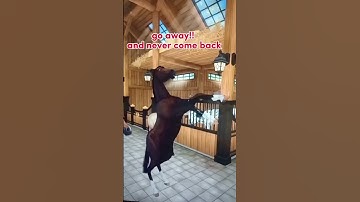 #sso #starstableonline #starstable