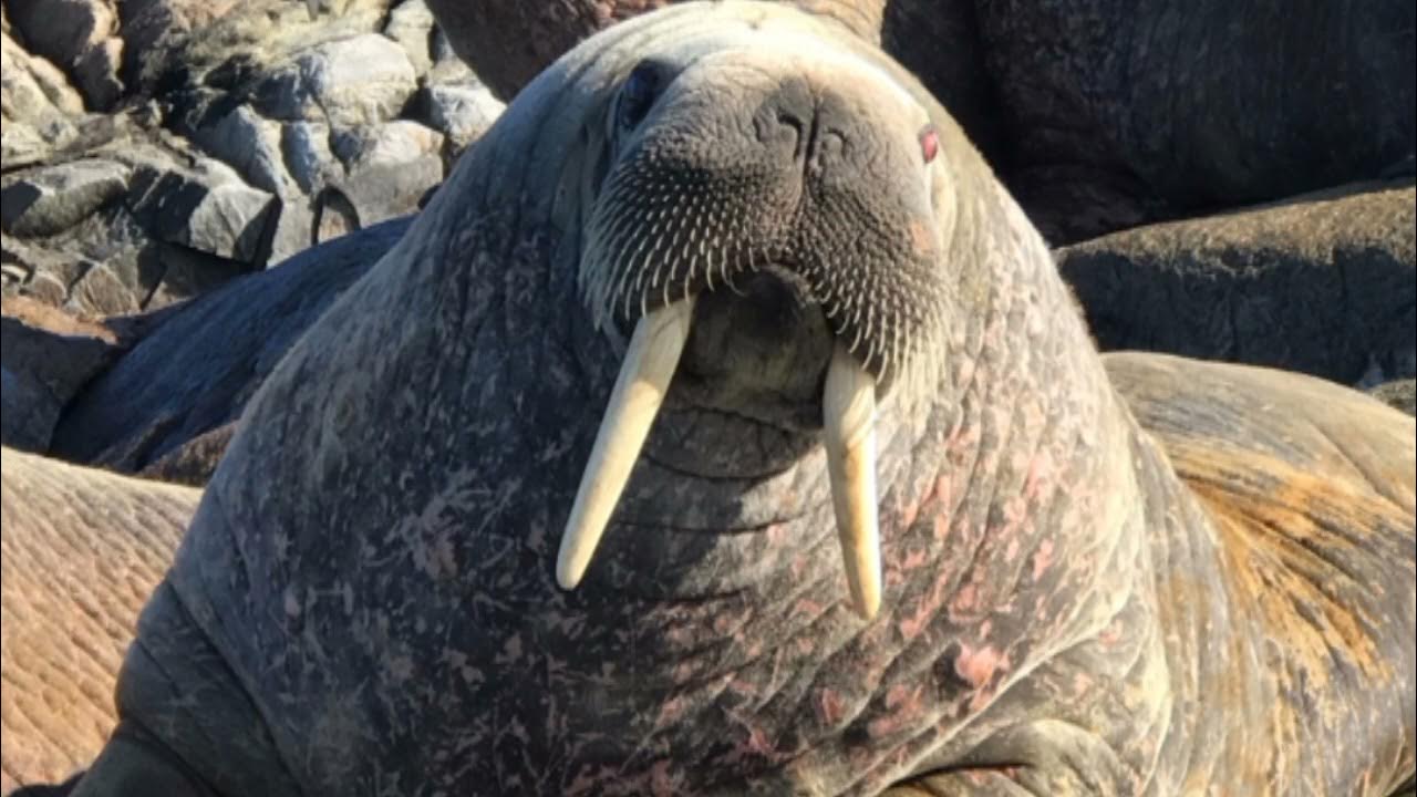 Walrus sound effects YouTube