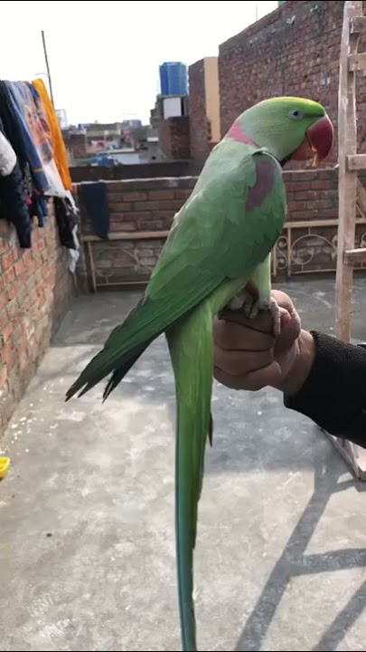 Bolny wala tota / talking Raw parrot #parrot #raw