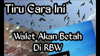 Cara Jitu Meningkatkan Koloni Walet Pada RBW Kita