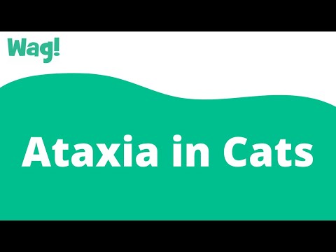 Ataxia in Cats | Wag!