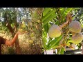 Ramphal fruit tree growing in village nature  wild sweetsop grow fast  wild sweetsop fruit tree