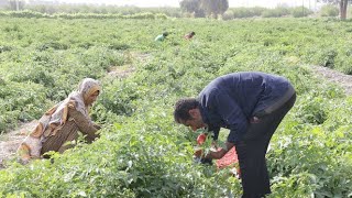 "Rural and Village Men: Efforts in the Traditional Harvest of Tomatoes and Agricultural Products"