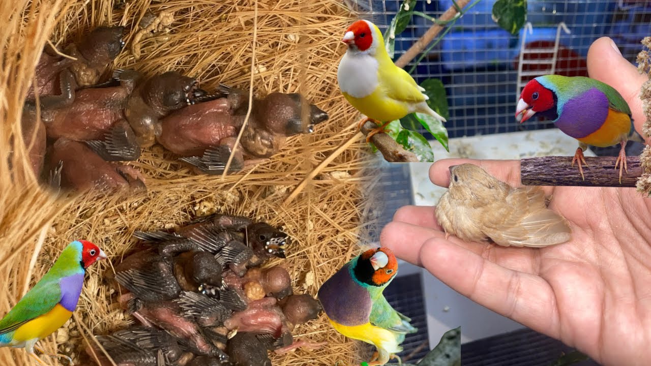 Gouldian finches breeding colony Progress || Gouldian finches breed in