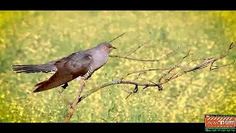 Cuckoo sound