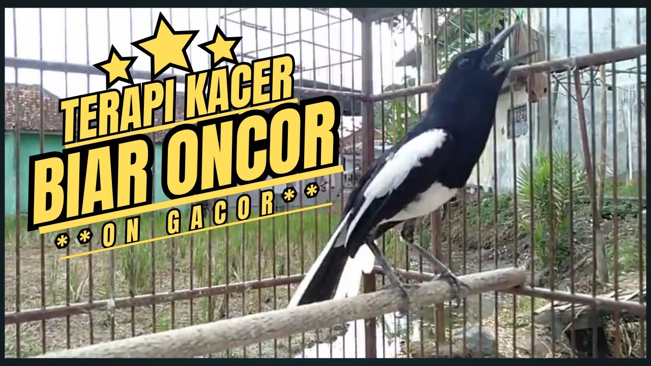 Suara Burung Kacer Bikin Lawan Emosi Gacor, Pancingan Kacer Agar Cepat Emosi Gacor