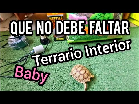 Video: Cómo configurar un hábitat para tu bebé tortuga sulcata