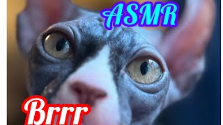 🎁Who's in the bag?🪤Try to guess?🔥Sphinxs and Scottish fold cats 🤣😻 by PetTanFun 71 views 1 month ago 2 minutes, 54 seconds