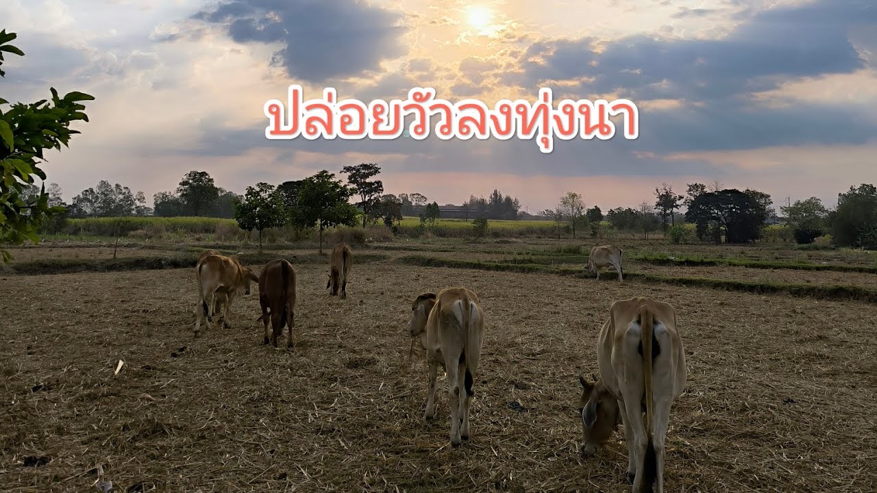 ปล่อยวัวออกเลี้ยงทุ่งนา #บ้านเฮามันก็ซ่ำนี้หละ #คนเลี้ยงวัว 