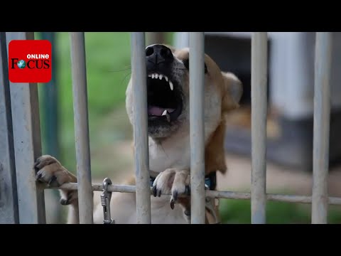 Video: Degeneration Av Iris I ögat Hos Hundar