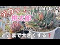 【デカ多肉】桃太郎どんだけ大きくしてみます？