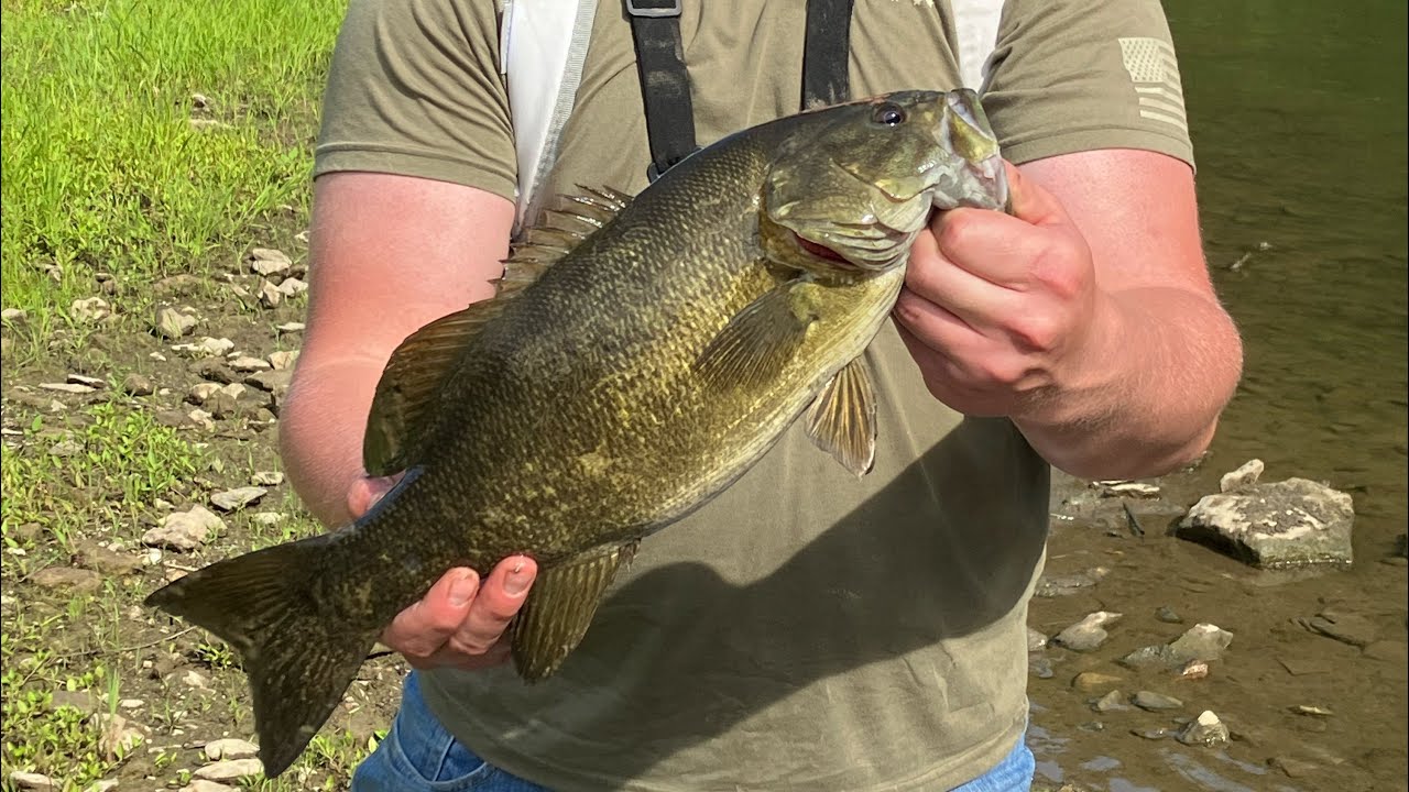 River Fishing Hard Fighting Smallmouth With Top Water Baits YouTube