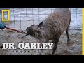 Helping Rudolph the Reindeer | Dr. Oakley, Yukon Vet