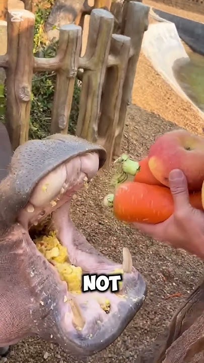 Hippo's Insane Jaw Power - YouTube