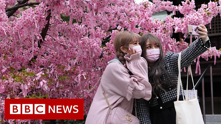 Japanese cherry blossom festival hit by Covid restrictions - BBC News - DayDayNews