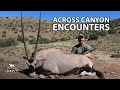 Across Canyon Encounters | John X Safaris