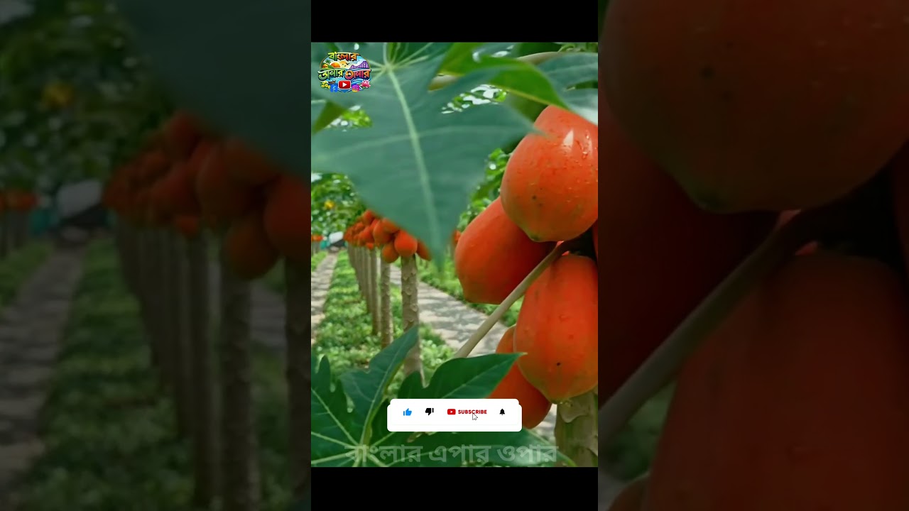 #Papaya