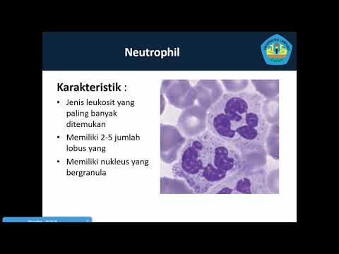 Praktikum Sel Darah - Cara membedakan sel darah pada preparat apus darah