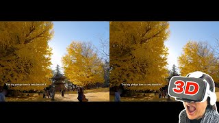 3D Video Sbs - Sairenji Temple 1,000-Year-Old Den Ginkgo Tree