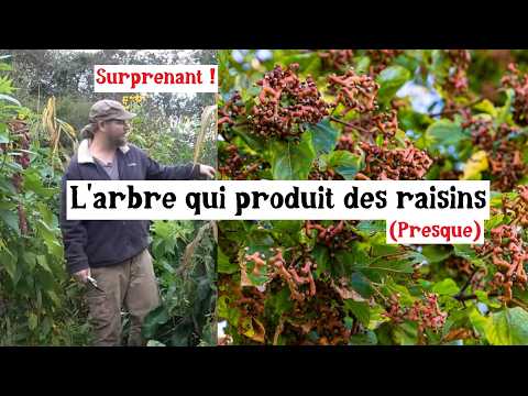 The tree that produces (almost) pear-flavored grapes!
