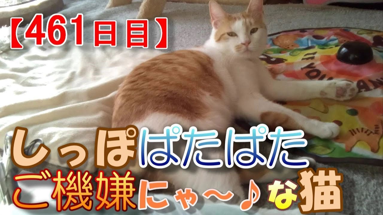 461日目 しっぽぱたぱたご機嫌にゃ な猫 かわいい 面白い The Growth Record Of My Cute Cat Nike Day 461 猫動画まとめ