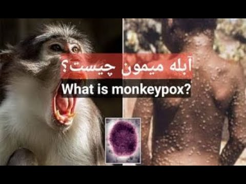 تصویری: آیا ماکاک میمون است؟