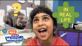 What Is A Wombat? Work It Out Wombats On Pbs Kids