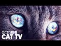 8 hours of tv for your cat  october special