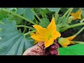 ZUCCHINI POLLINATION 