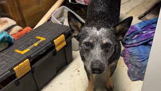 Heeler Pup (Vega), Bored and Come Tells Me Her Problems-11-25-22