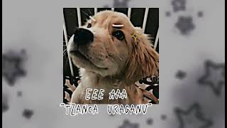 Eee Aaa ~Tzanca Uraganu~ ||speed up #romania #speedup #music #moldova #speedup #music