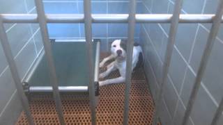 14 dogs available for adoption in overflow by Pinellas County Animal Services 3,570 views 8 years ago 5 minutes, 6 seconds