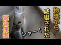 早朝から聞こえる子猫の鳴き声 保護してその後 #cat #保護猫 #子猫保護 #子猫