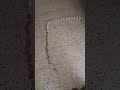 لؤي ولعبته العجيبة