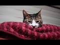 つちのこスタイルで寝る猫がかわいい　【リキちゃんねる　猫動画】 キジトラ 猫のいる暮らし