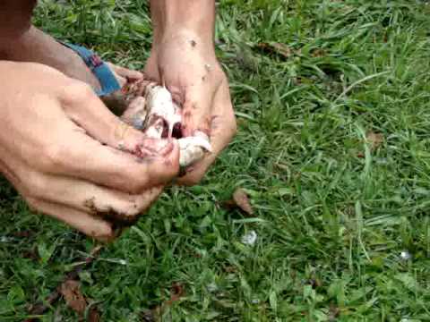 ochopintre.ge მოგონებები ფოთიდან