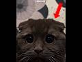 Sad Cat Vs Broken 💔 Cat 😭|#shorts #catlovers #petlovers #cute #emotional
